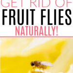 getting rid of fruit flies naturally