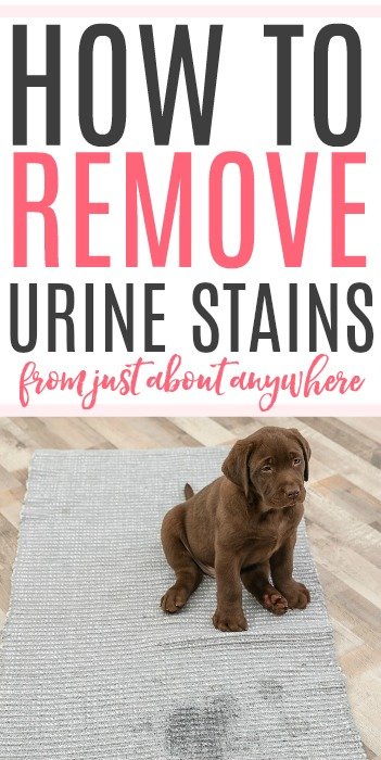 how to remove urine stains