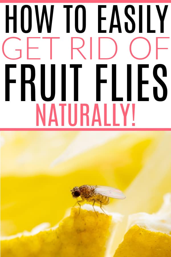 getting rid of fruit flies with alcohol