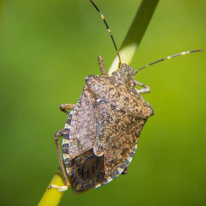 stink bug in the garden