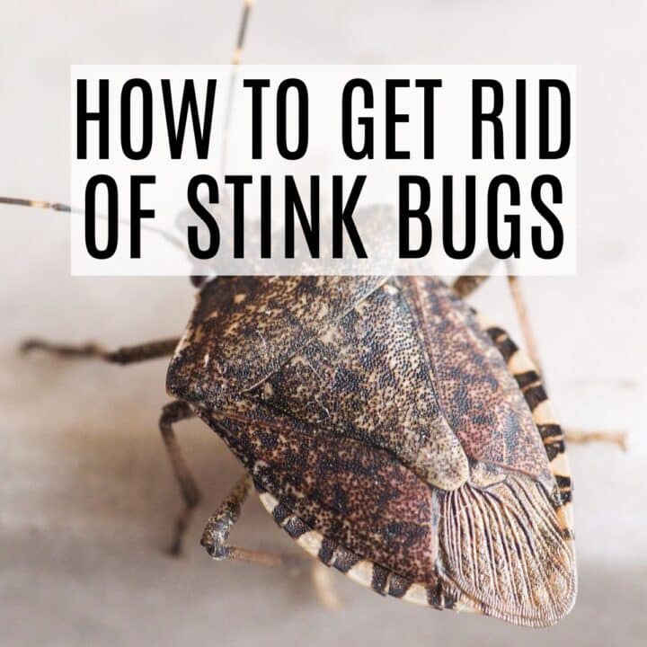 stink bug with the words how to get rid of stink bugs