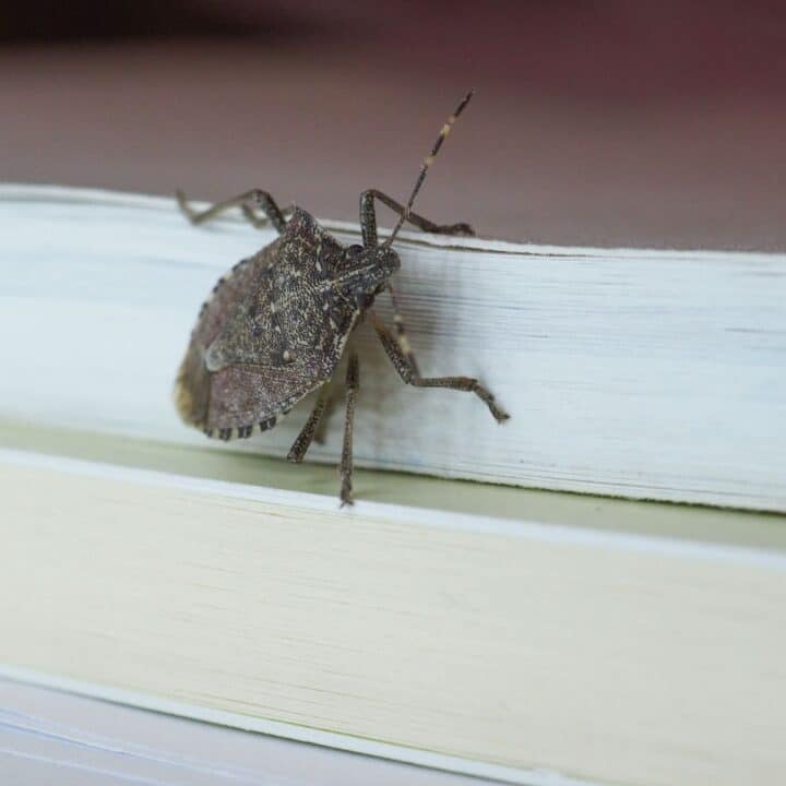 stink coming in through window